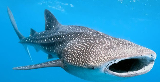Rhincodon typus_03.jpg